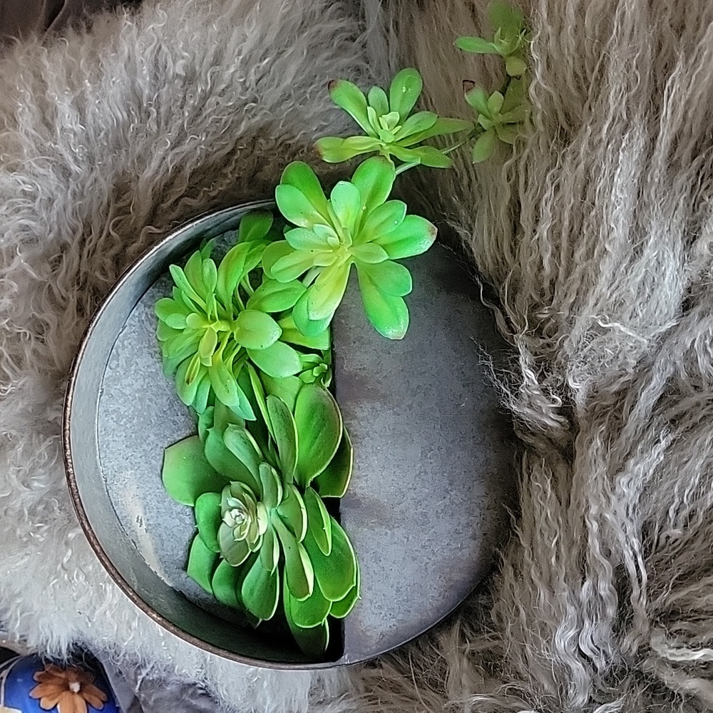 Plant holder